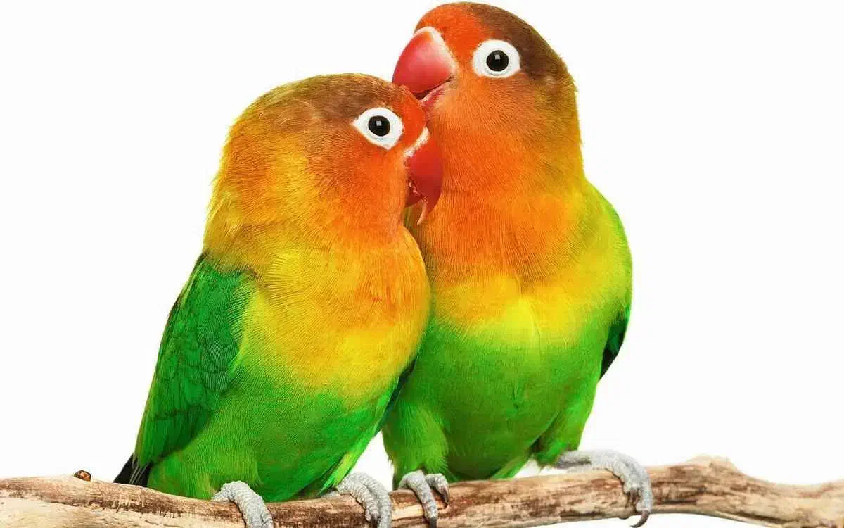 طوطی کوتوله|پرنده|مشهد, کوه سنگی|دیوار