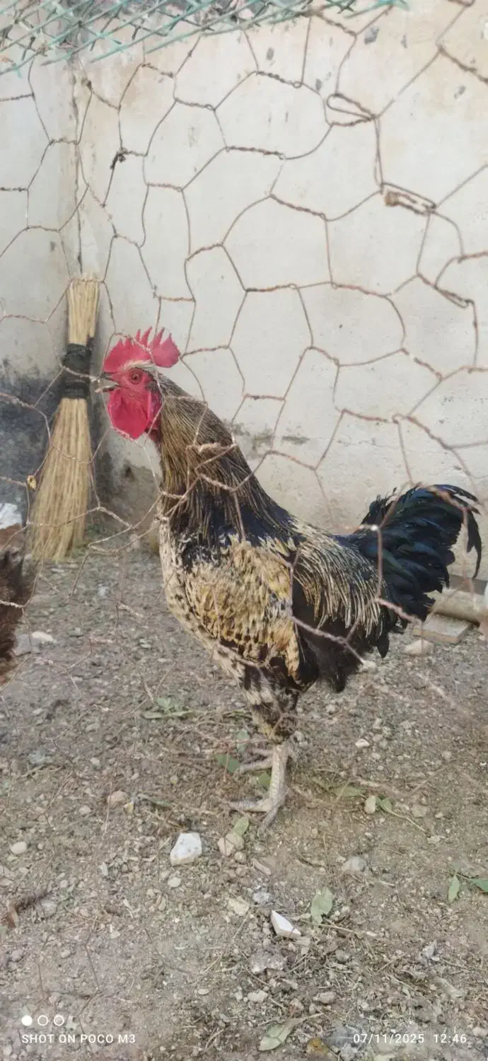 خروس|حیوانات مزرعه|معصومیه, |دیوار