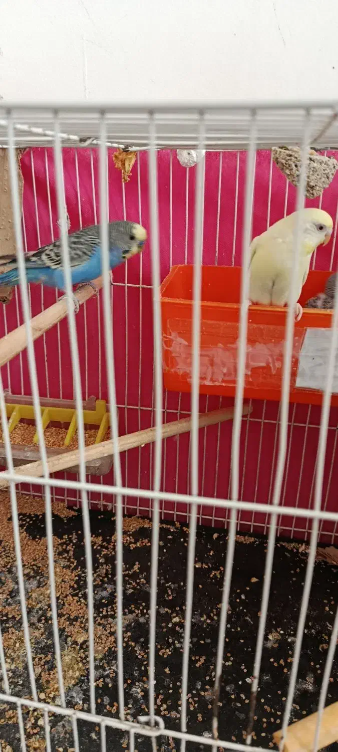 مرغ عشق بالغ|پرنده|گلبهار, شهر جدید گلبهار|دیوار