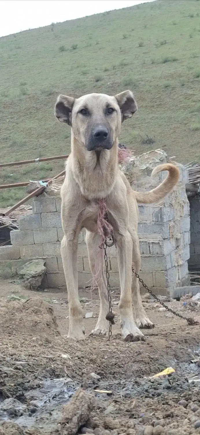 واگذاری سگ سرابی خالص طوله ۹ماهه|سگ|گرمی, |دیوار