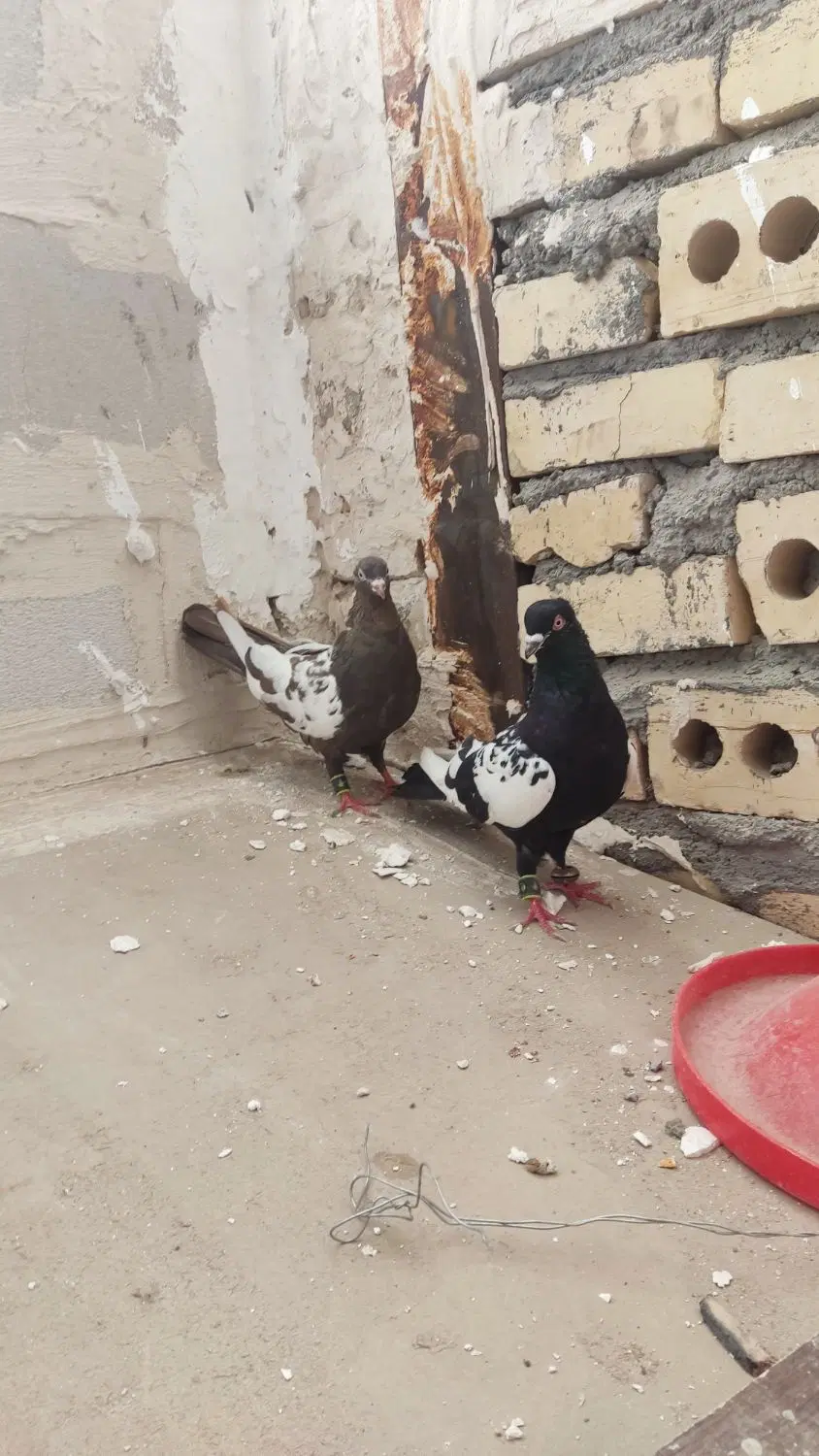 کبوتر|حیوانات مزرعه|مشهد, کوی دروی|دیوار
