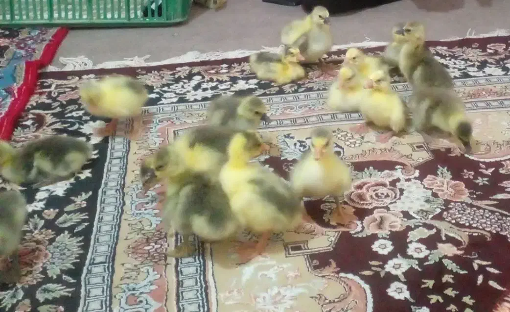 جوجه غاز|حیوانات مزرعه|دشتابی, |دیوار