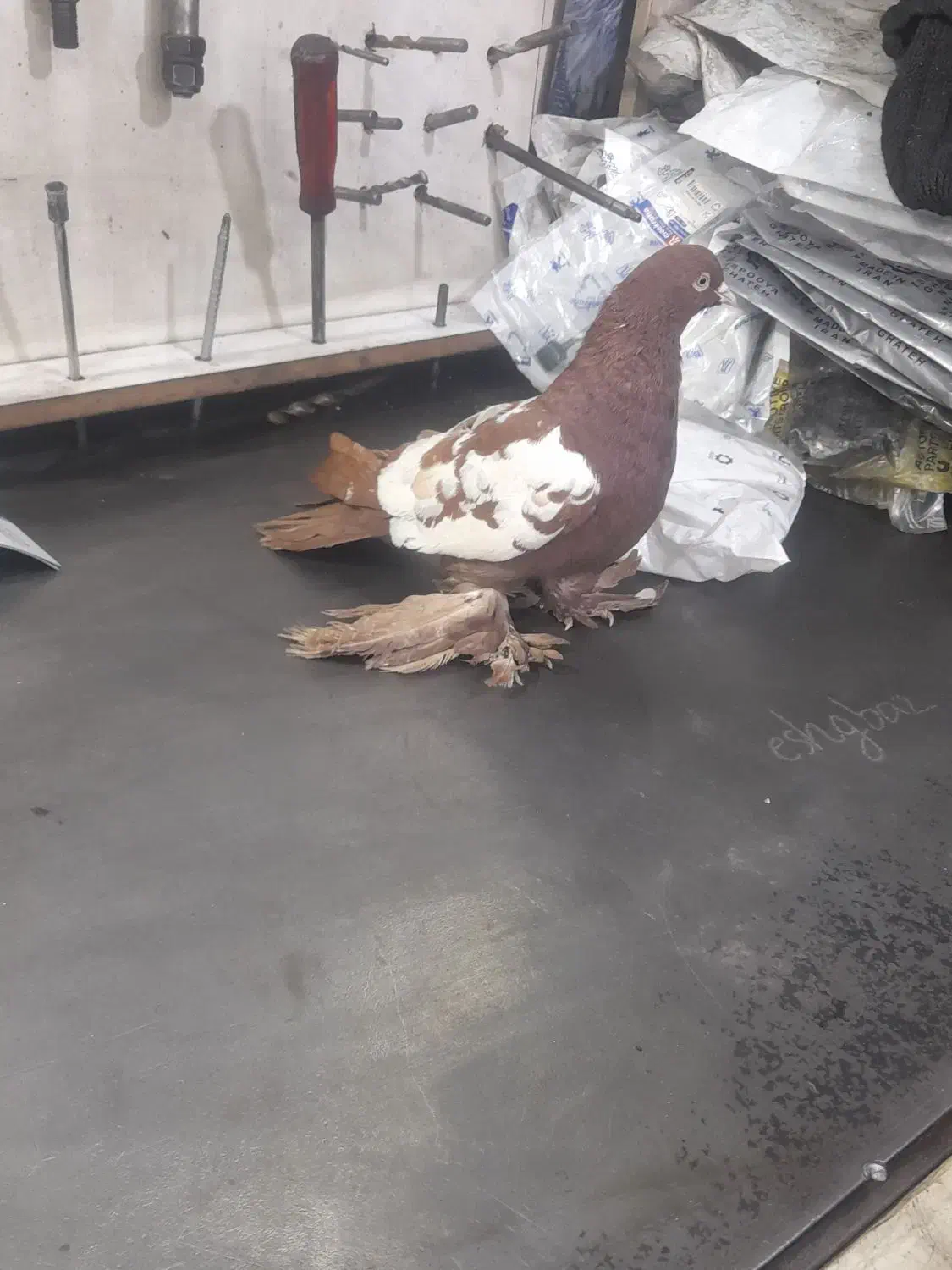 کفتر کوینحلی|پرنده|سهند, |دیوار