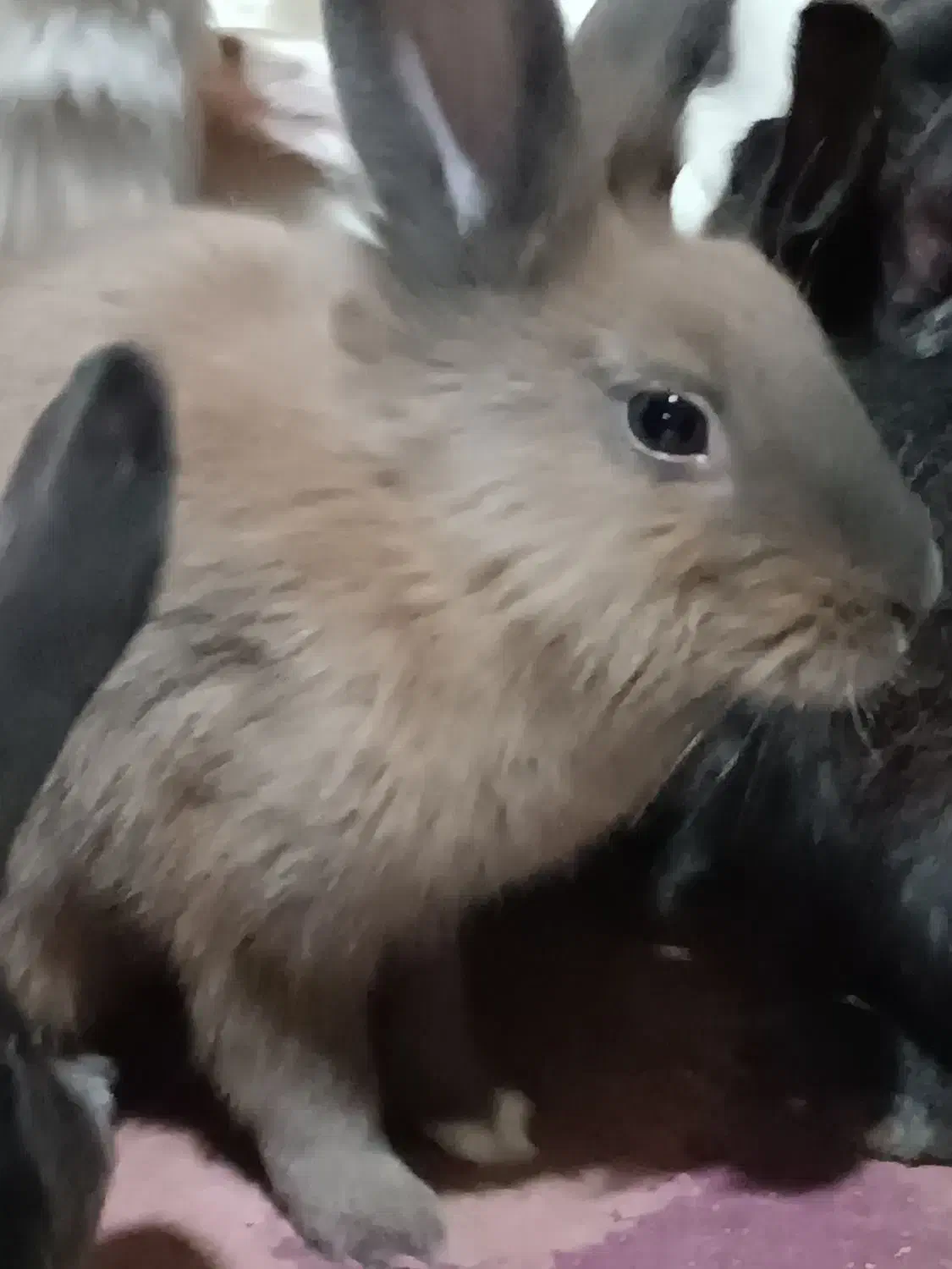 خرگوش سالم 200تخفیفم به خریدار میدم|موش و خرگوش|پاکدشت, پاکدشت (مامازند)|دیوار