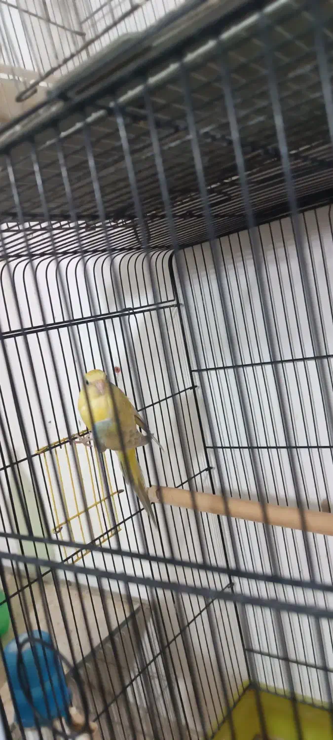 ماده طوطی آوازه خوان|پرنده|اصفهان, مهدی آباد|دیوار