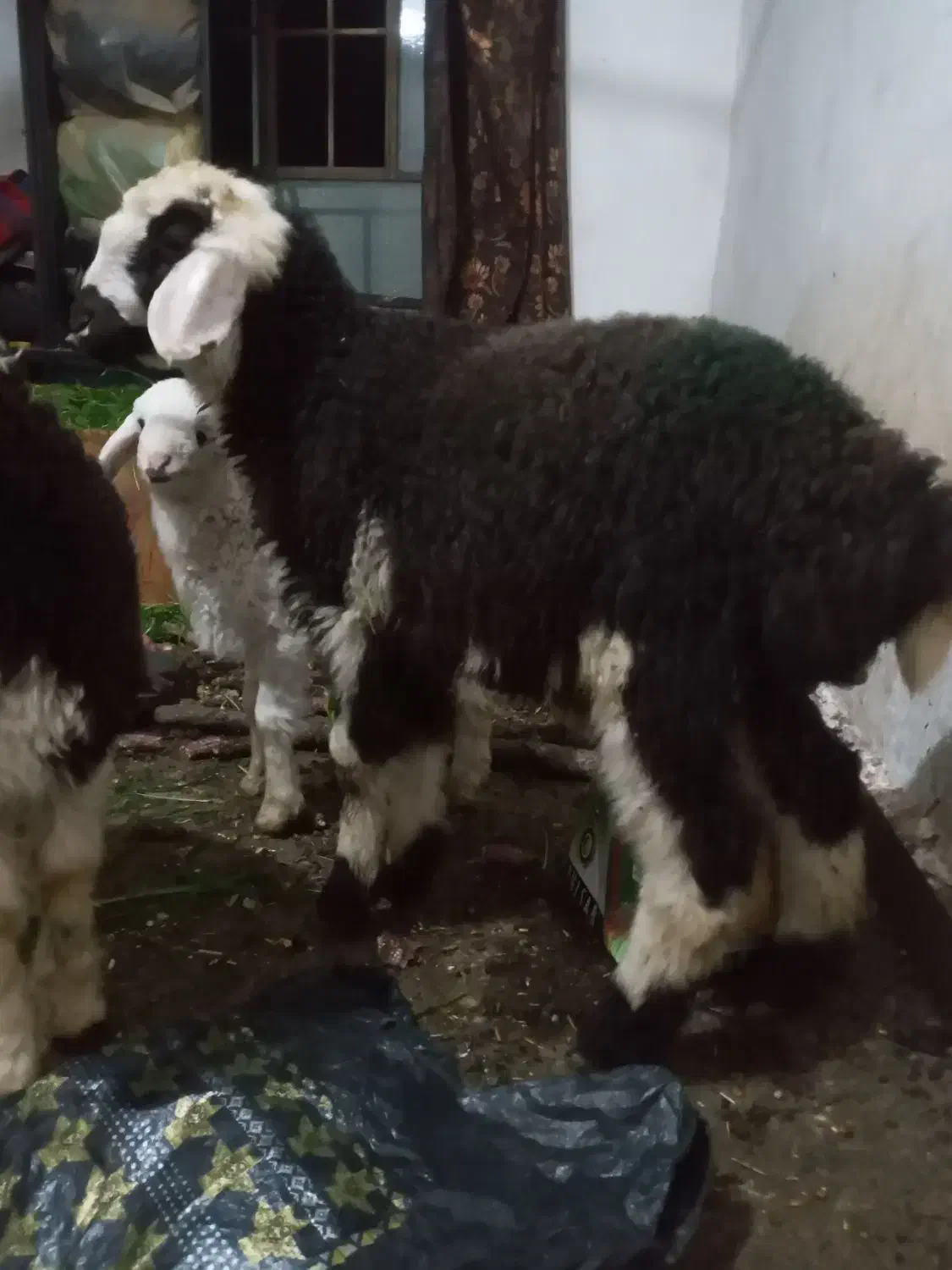 میش بز بره|حیوانات مزرعه|دزفول, |دیوار