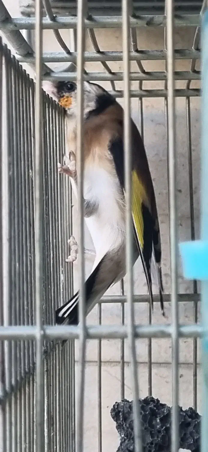 جوجه امسالی سهره|پرنده|تهران, مقدم|دیوار