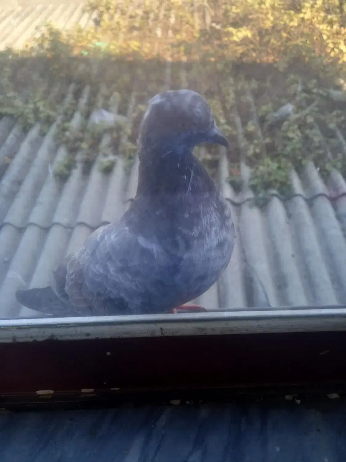 یه دونه کبوتر کله زرد گم  شد این عکسش نیست|پرنده|علی‌آباد کتول, |دیوار