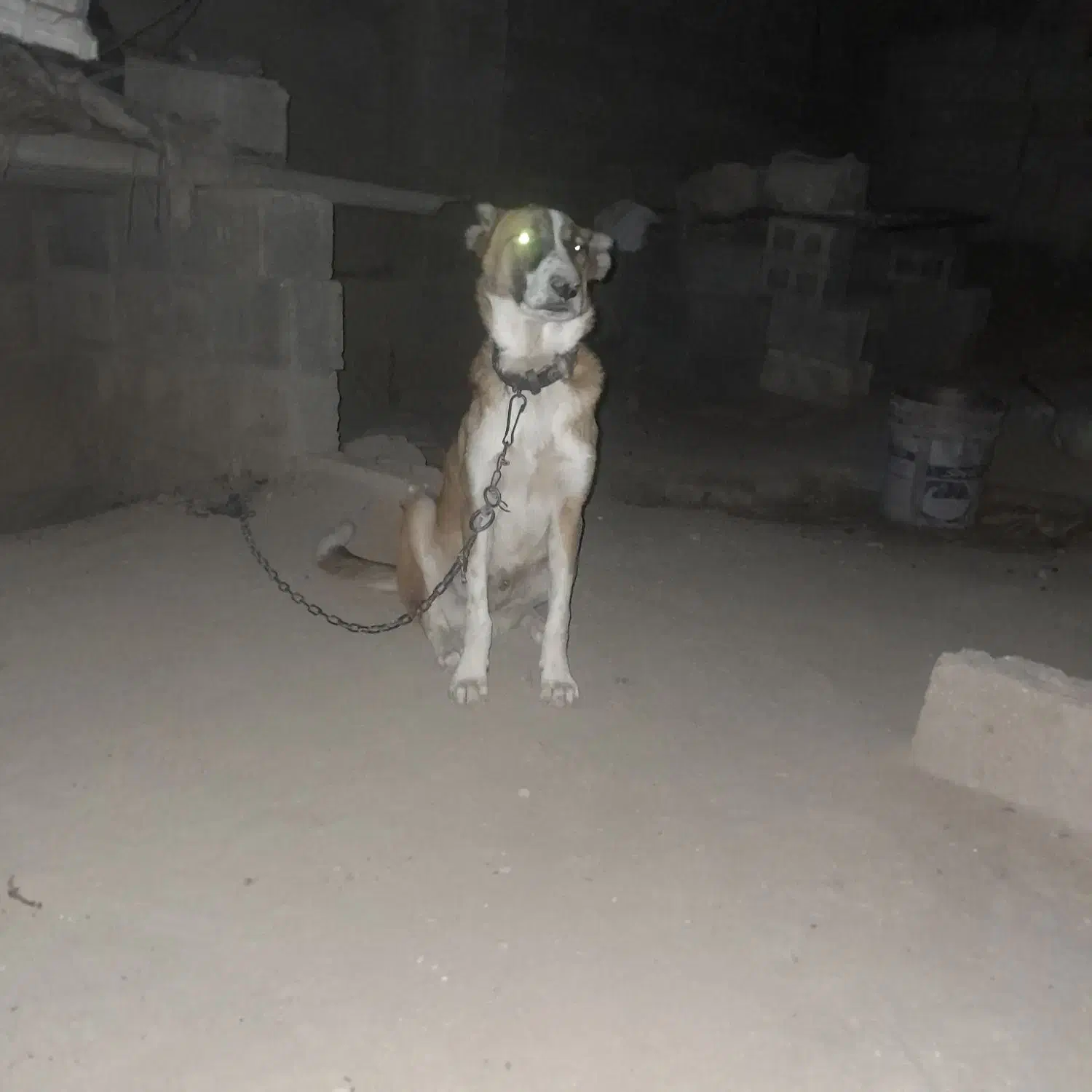 سلام سک گله وصحرا|سگ|آبپخش, |دیوار