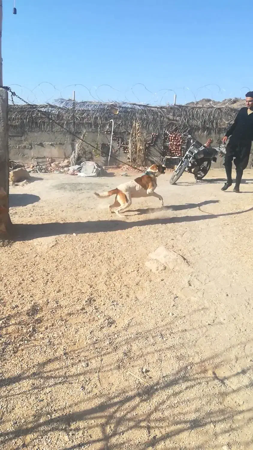 سگ نگهبان|سگ|شیراز, آزادگان|دیوار
