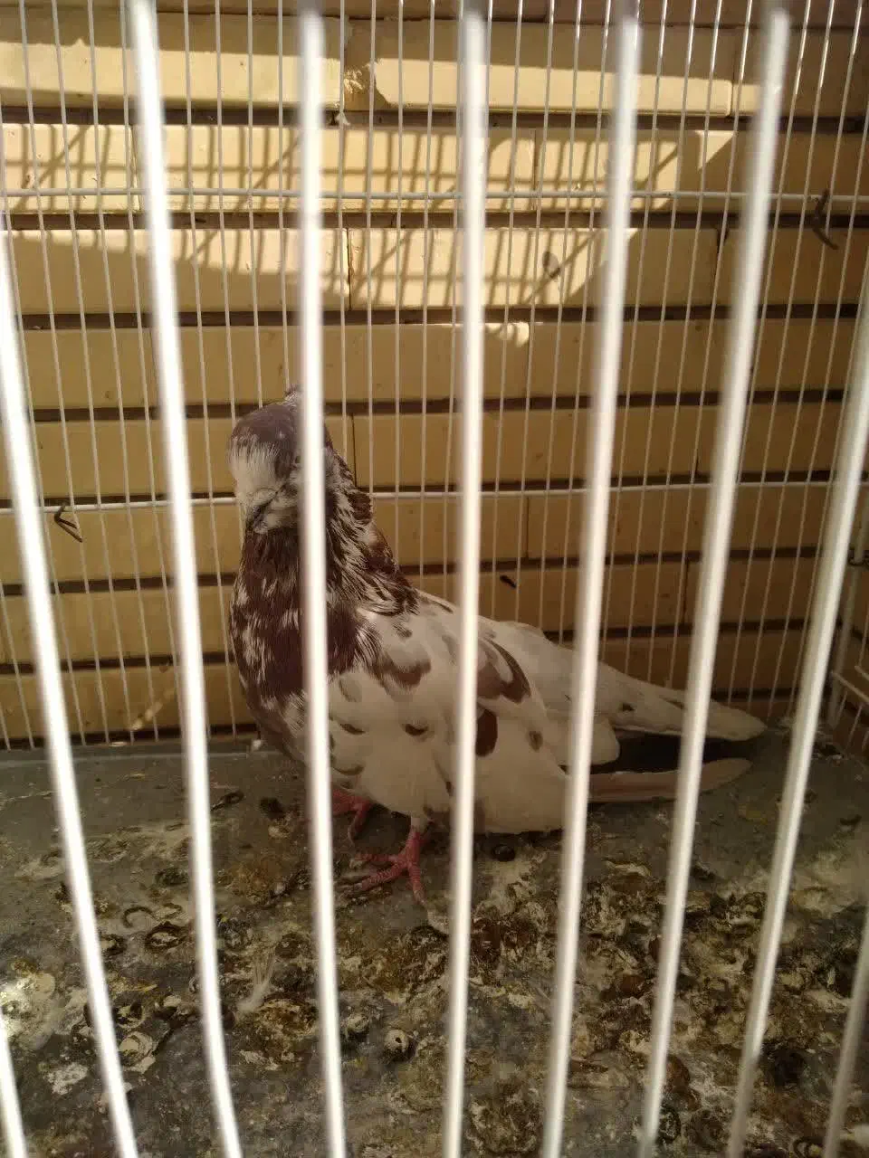 نر کاکلی سرو کله دار|پرنده|شاهرود, |دیوار