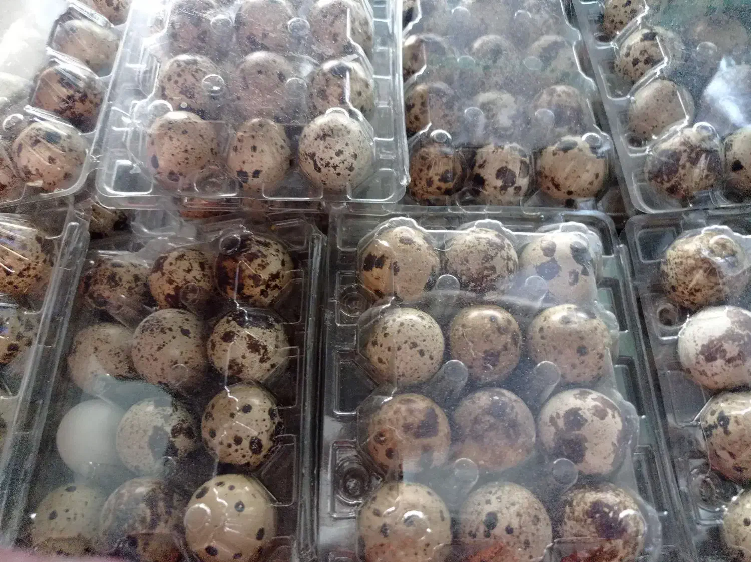 تخم بلدرچین کاملا اورگانیک|خوردنی و آشامیدنی|کهریزک, |دیوار