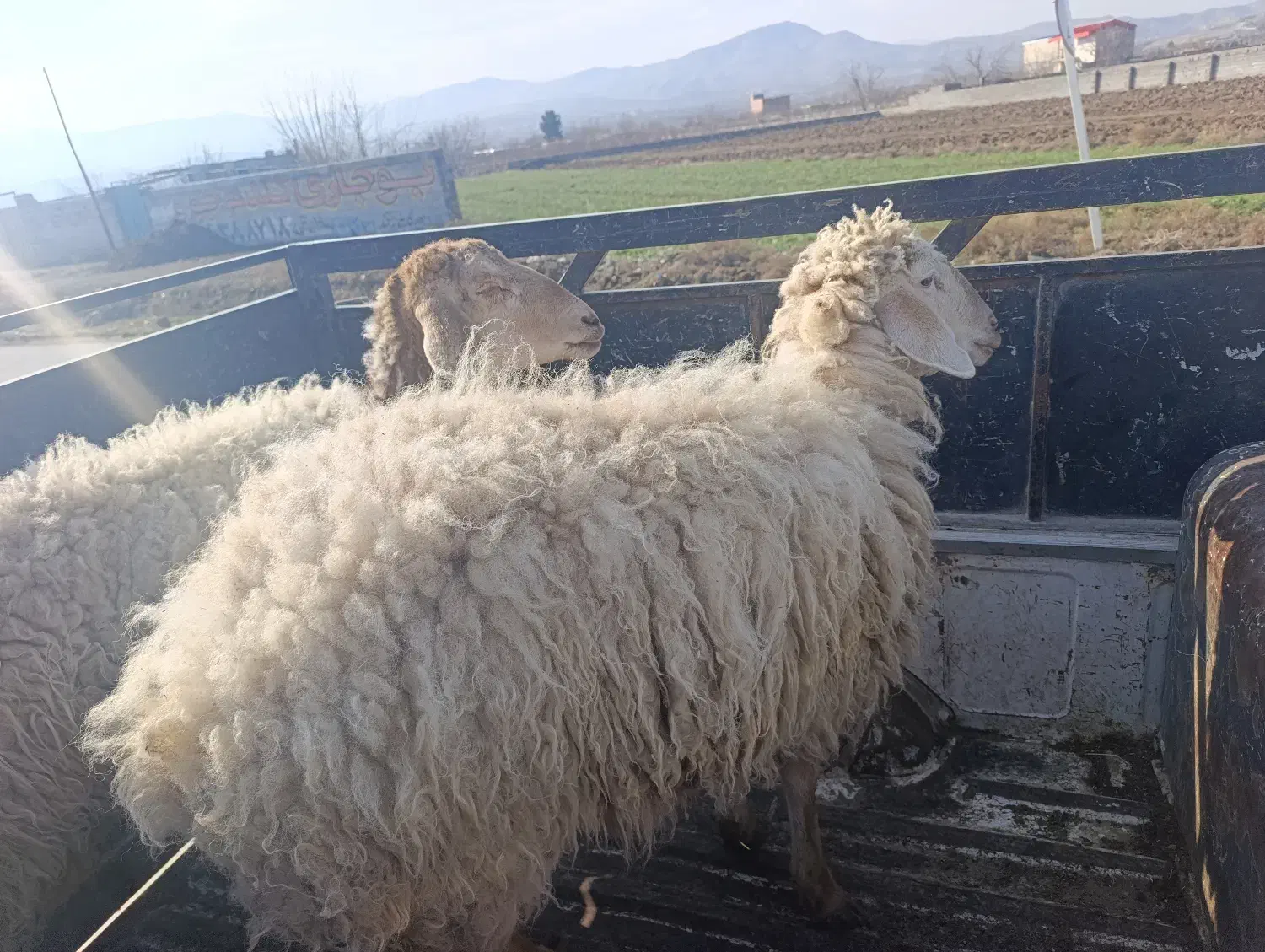 فوری|حیوانات مزرعه|گرمخان, |دیوار