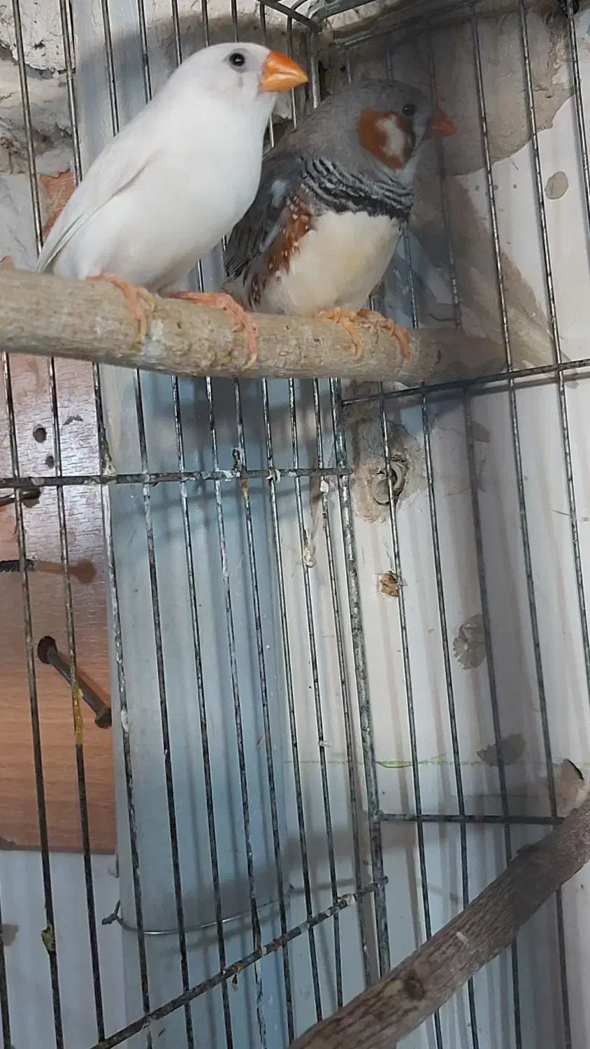 فنچ کینگ با۴جوجه معاوضه با قناری|پرنده|تبریز, |دیوار