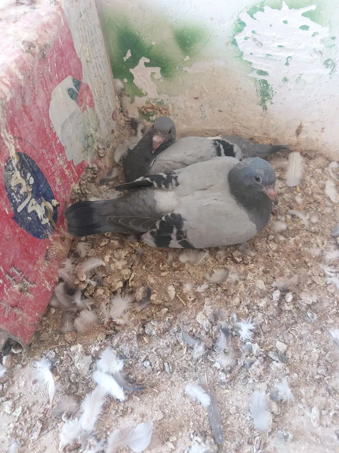 کبوتر مسافتی و رنگه|پرنده|درمیان, |دیوار