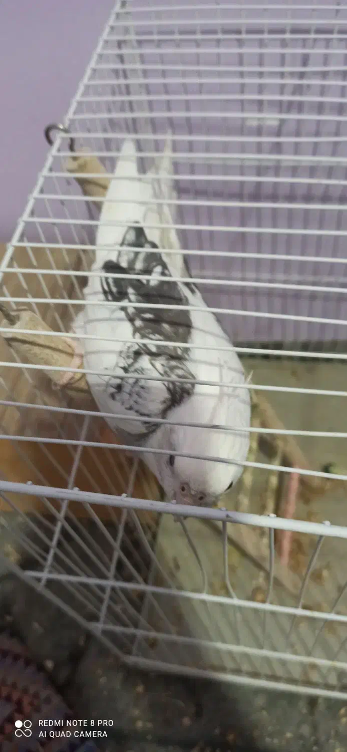 عروس هلندی|پرنده|شیروان (خراسان), |دیوار