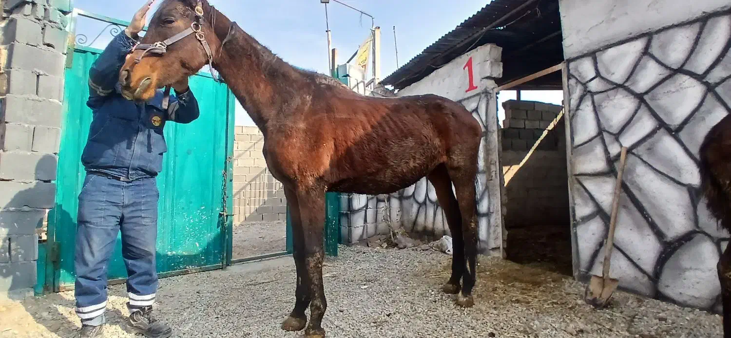 فروشی|اسب و تجهیزات اسب‌سواری|ورامین, ریحان آباد|دیوار