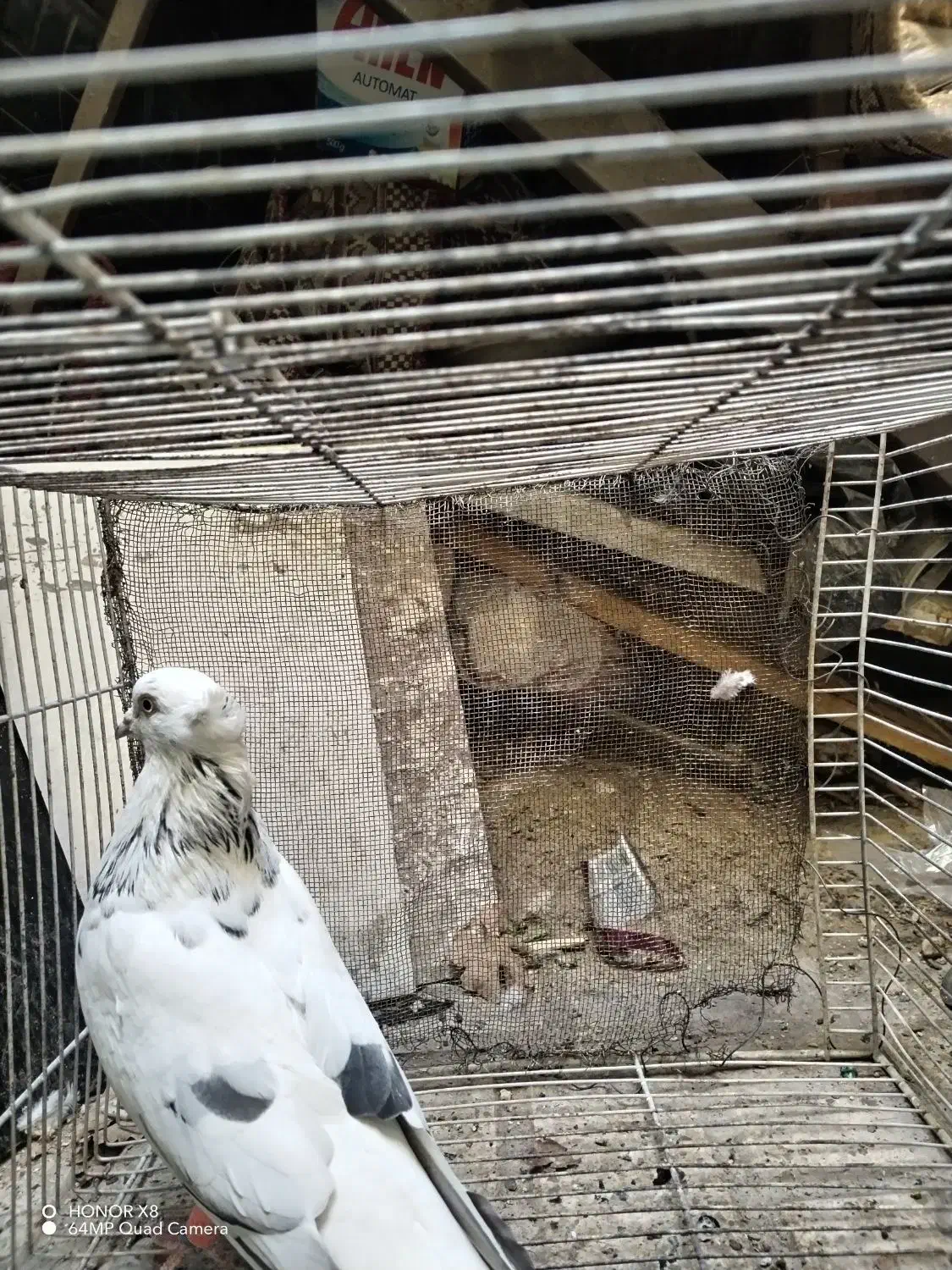 تهرونی  بالا رو، سار دم سفید کاکلی، قعره، کله جوزی|پرنده|مشهد, رضاییه|دیوار