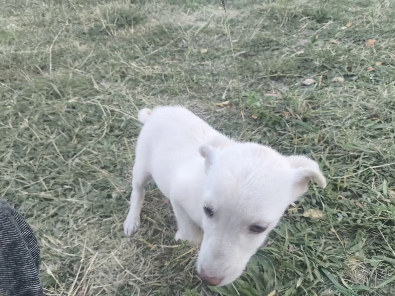 بیستی|سگ|اهر, |دیوار