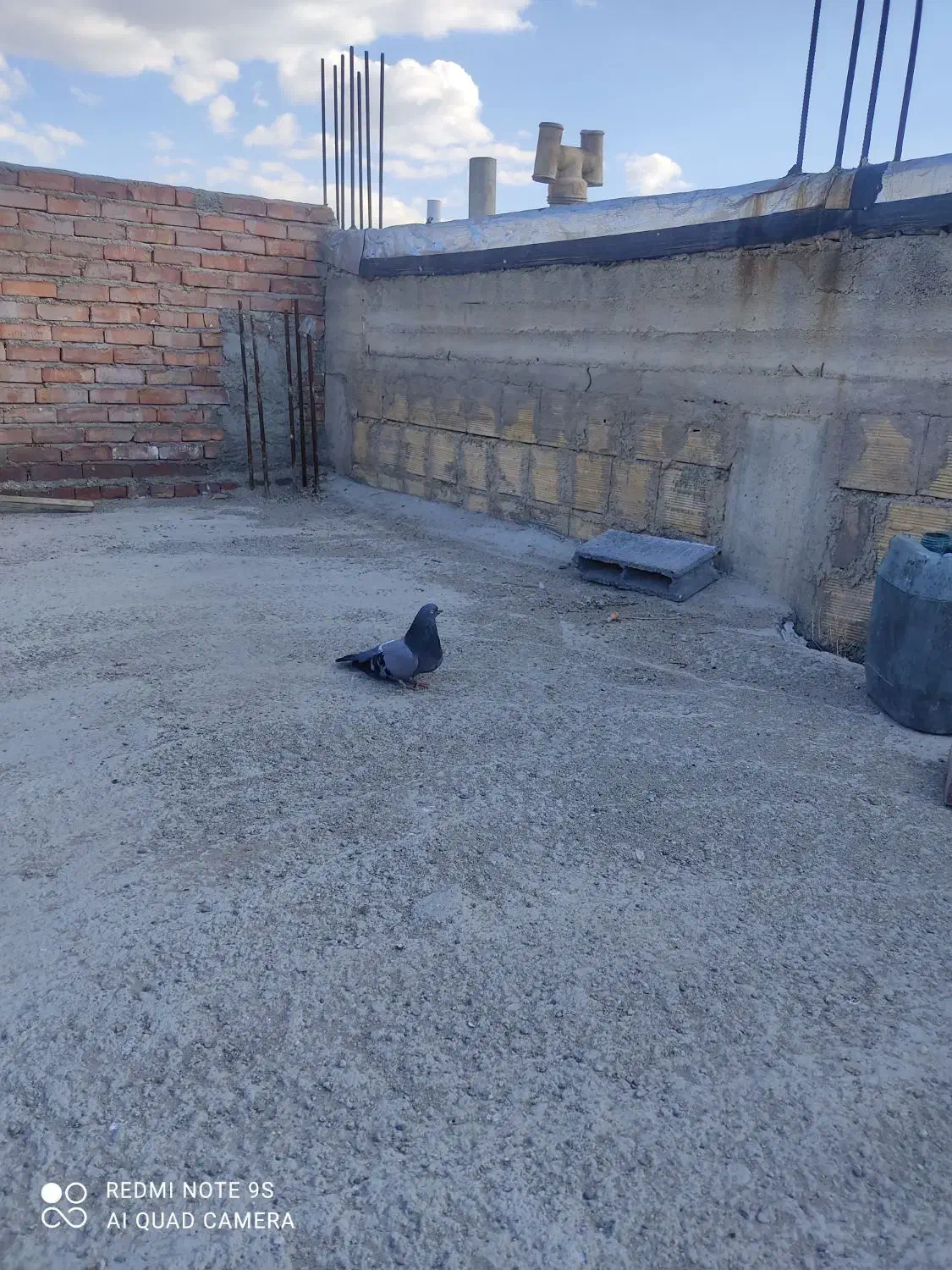 سبز ماده|حیوانات|میاندوآب, |دیوار