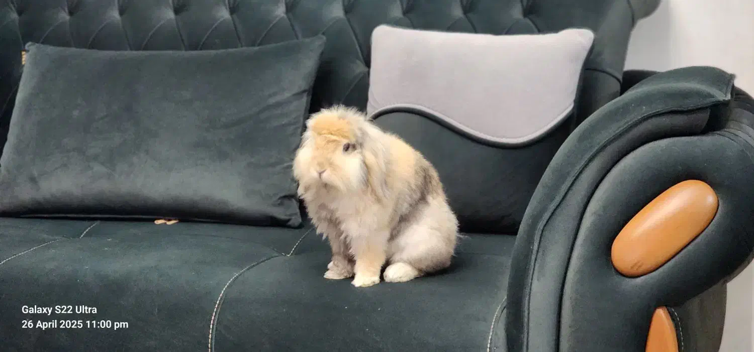 فروش خرگوش نر لوپ هلندی|موش و خرگوش|دیواندره, |دیوار