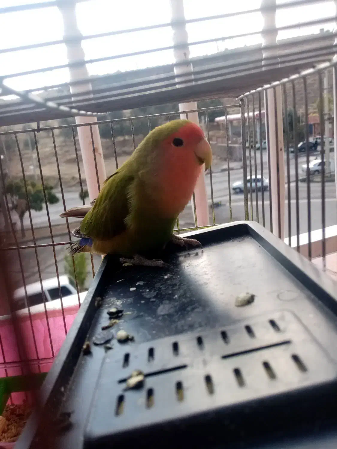 طوطی برزیلی|پرنده|سنندج, |دیوار