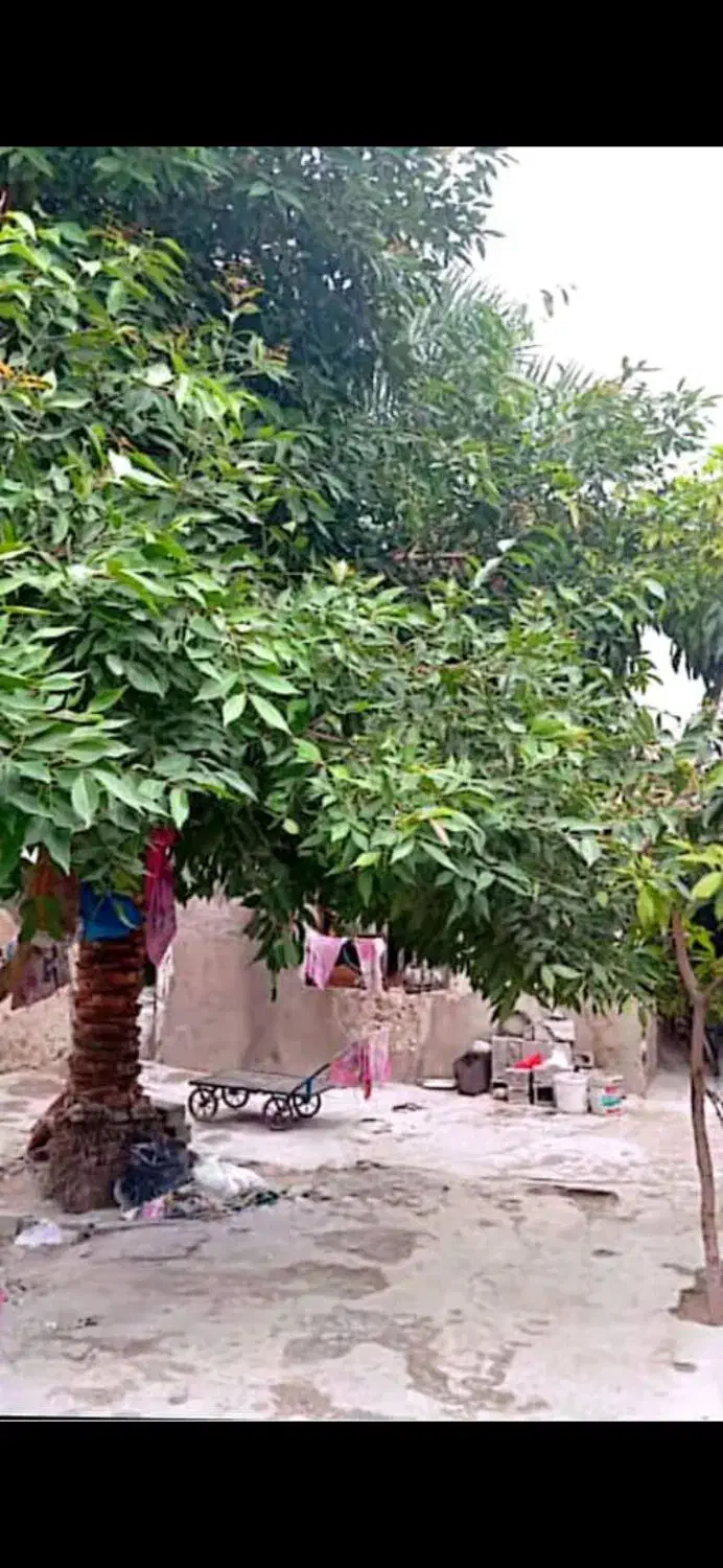 خانه ویلایی کلنگی 300متری|فروش خانه و ویلا|بندر کنگان, |دیوار