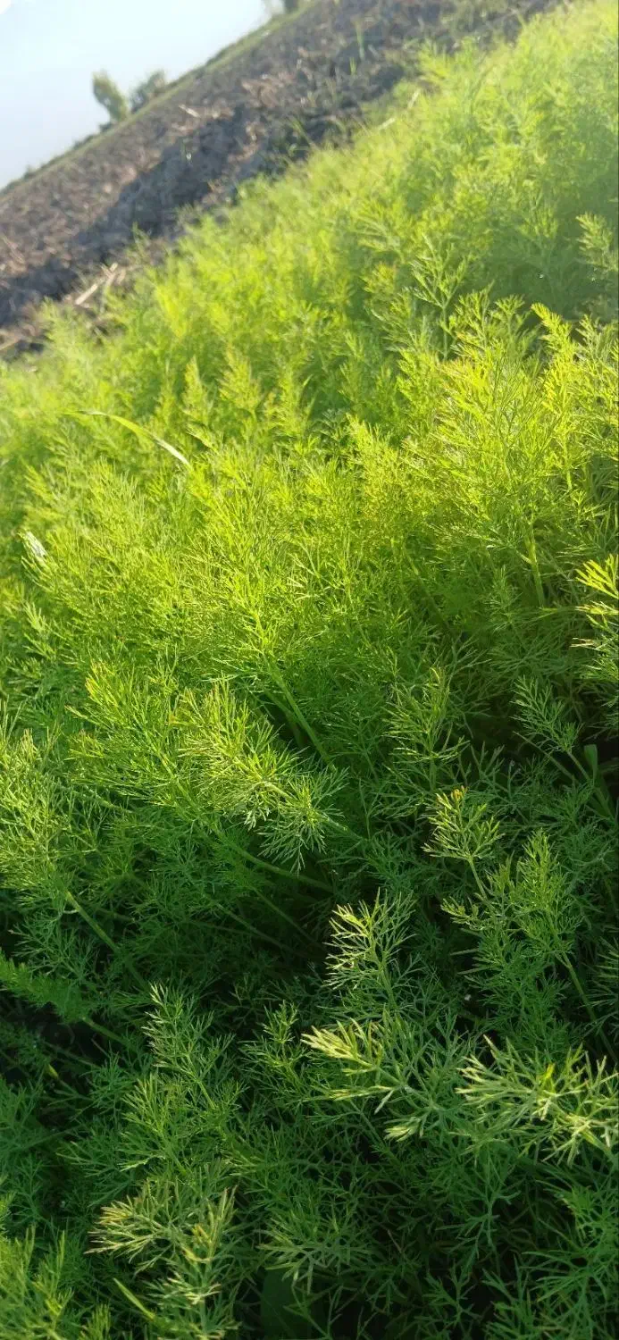 شوید|خوردنی و آشامیدنی|دلند, |دیوار