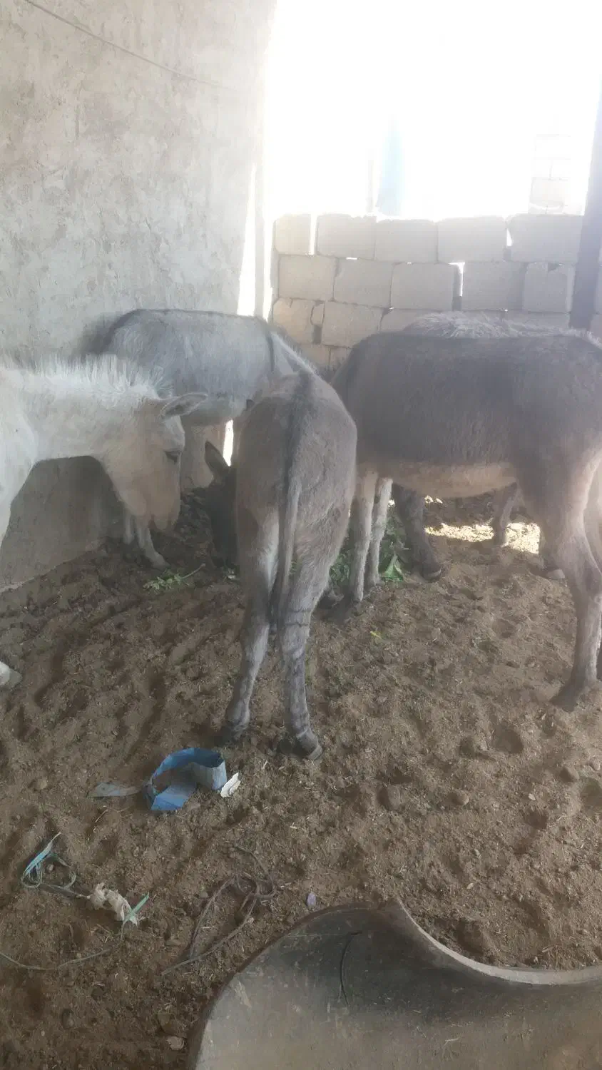 5 عدد کره الاغ (کره خر)|حیوانات مزرعه|خمینیشهر, |دیوار