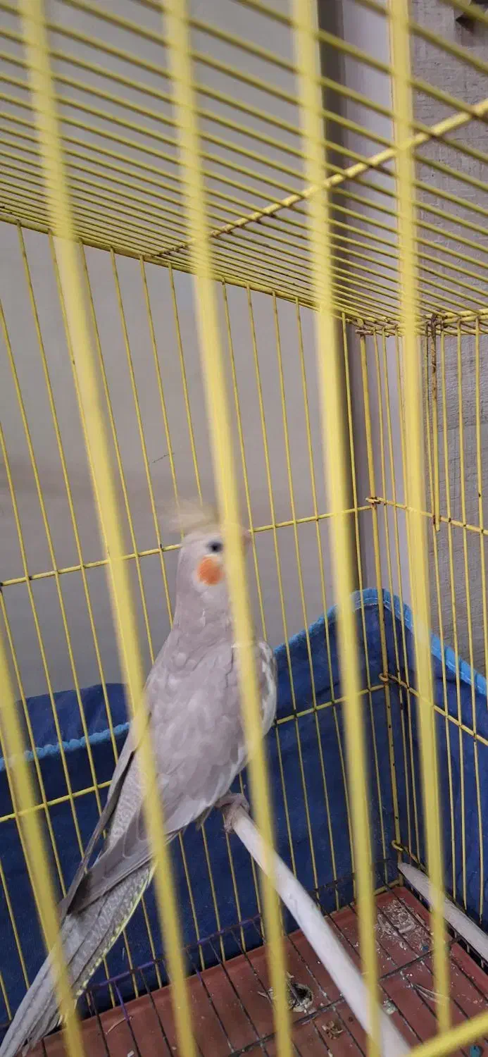 عروس هلندی|پرنده|بندرعباس, |دیوار