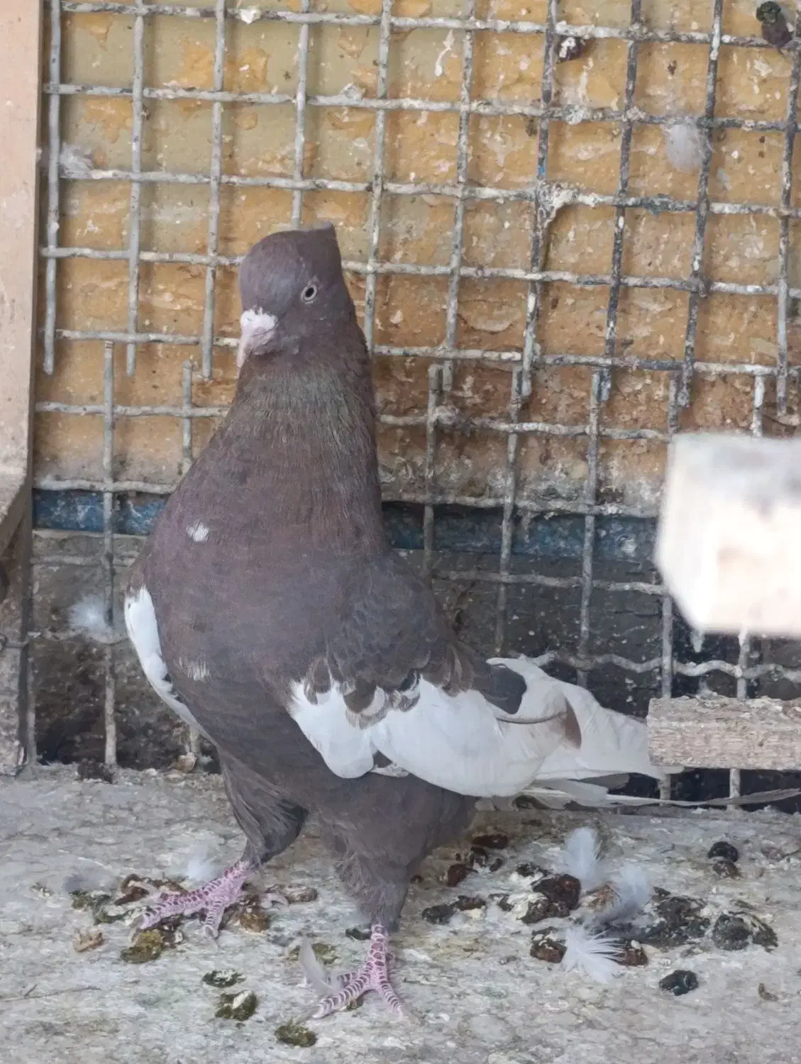 کفتر بهبونی نر|پرنده|شیراز, شهرک مدرس|دیوار