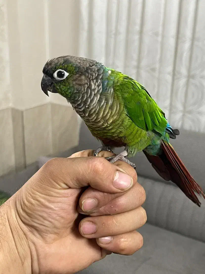 طوطی گرینچیک|پرنده|باقرشهر, |دیوار