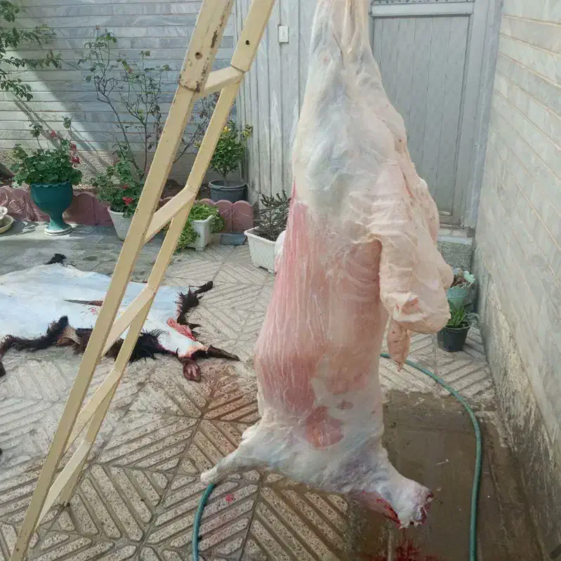 قصابی و ذبح گوسفند و گوساله( قصاب سیار )|خدمات پذیرایی، مراسم|اردبیل, |دیوار