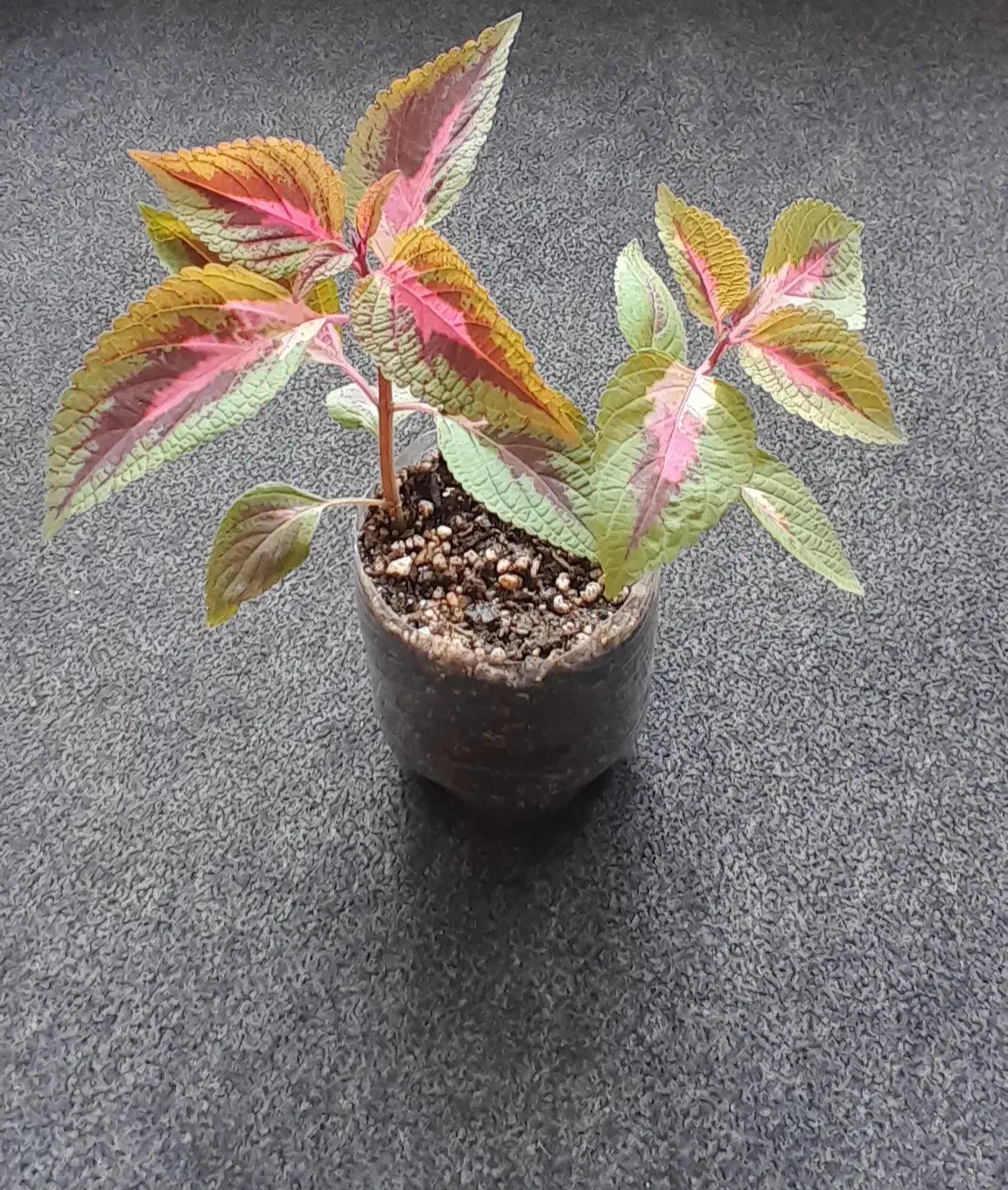 همه۸۵هزار|گل و گیاه طبیعی|کرمانشاه, |دیوار