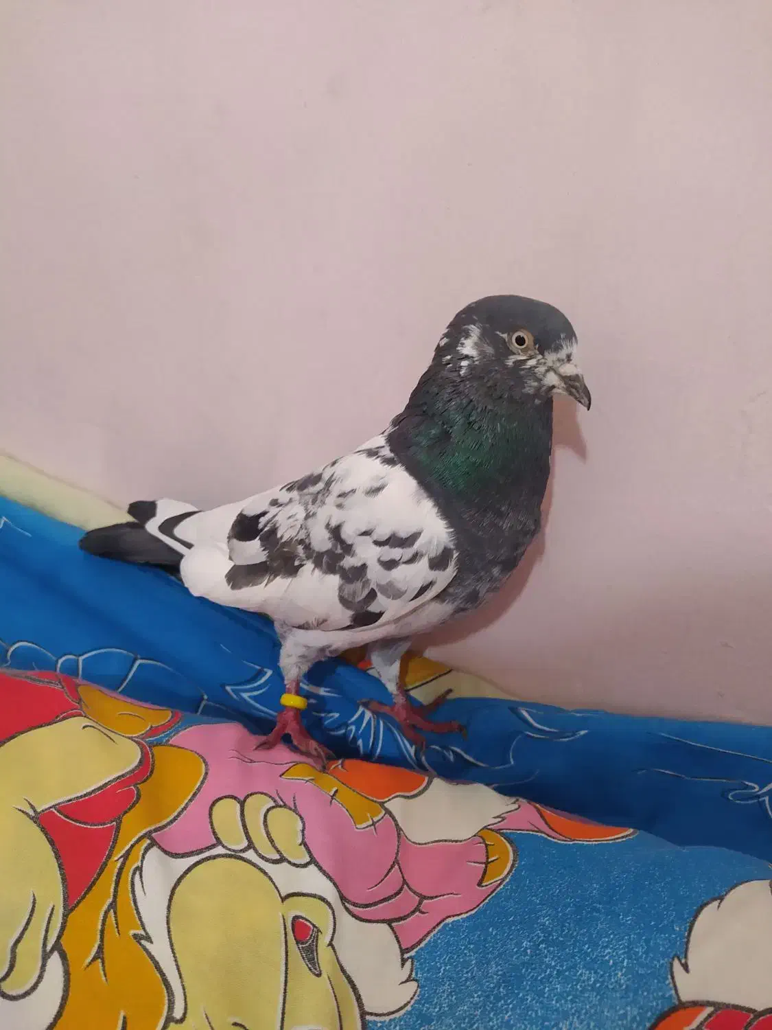 موبایل|پرنده|تهران, خلیج فارس|دیوار