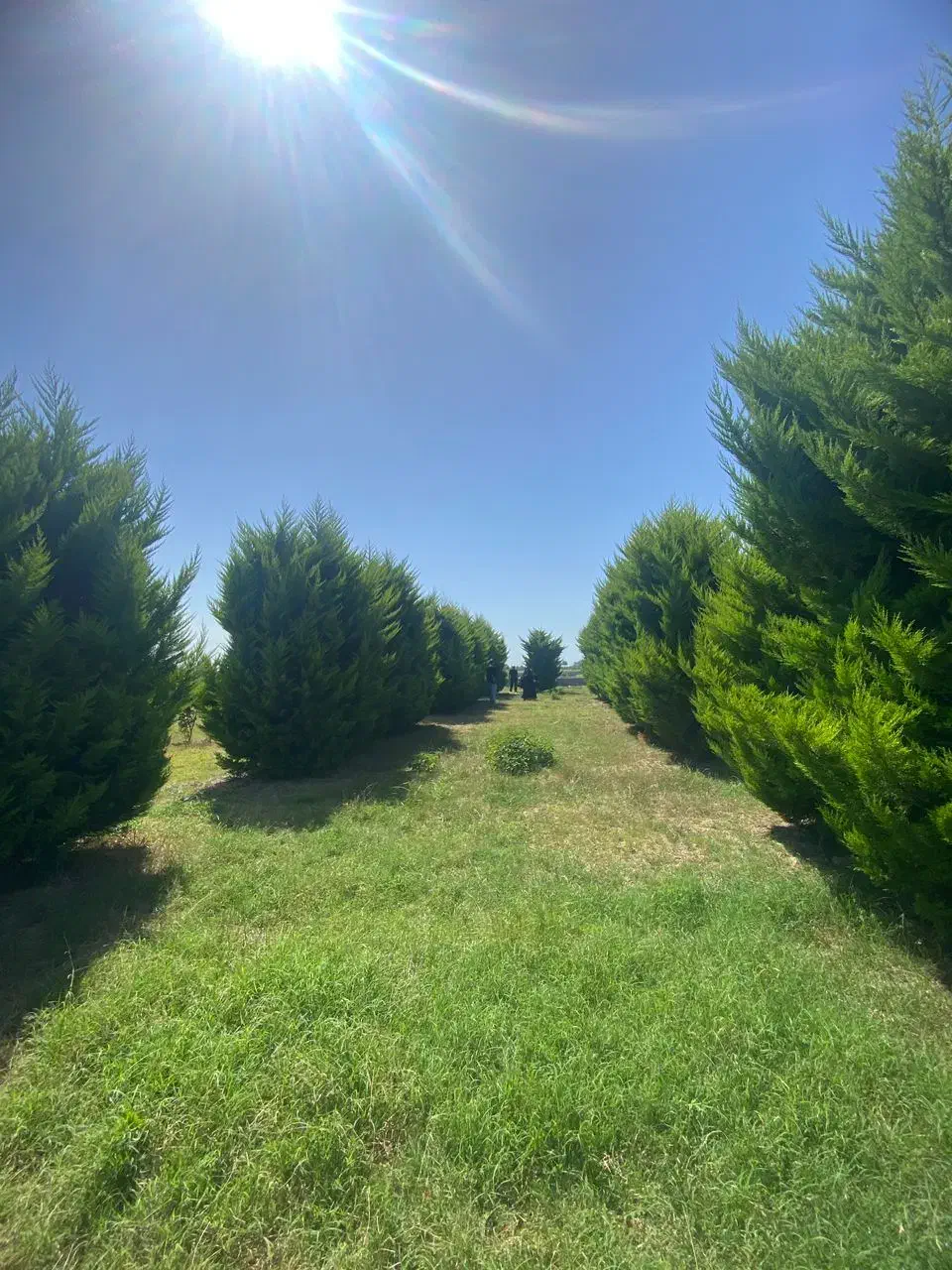 زمین 330متری ویو بی نظیر جنگل کوچه 8متری|فروش زمین و ملک کلنگی|بابکان, |دیوار