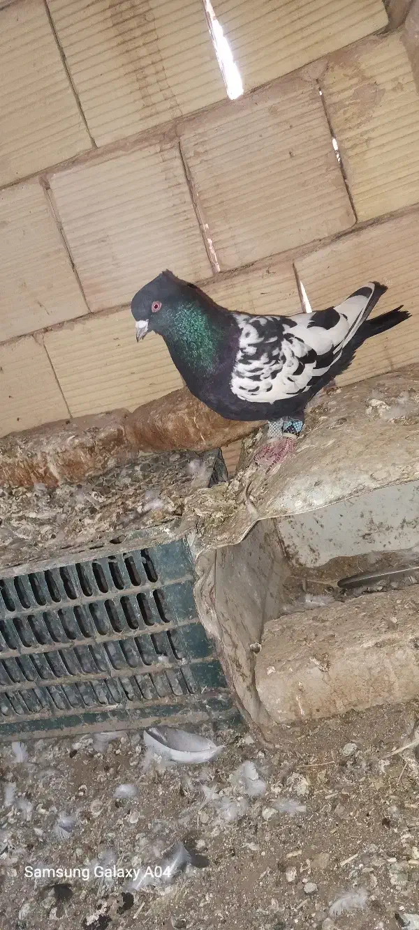 ۳ تا صید ۵۰۰|پرنده|تربتحیدریه, منظر|دیوار