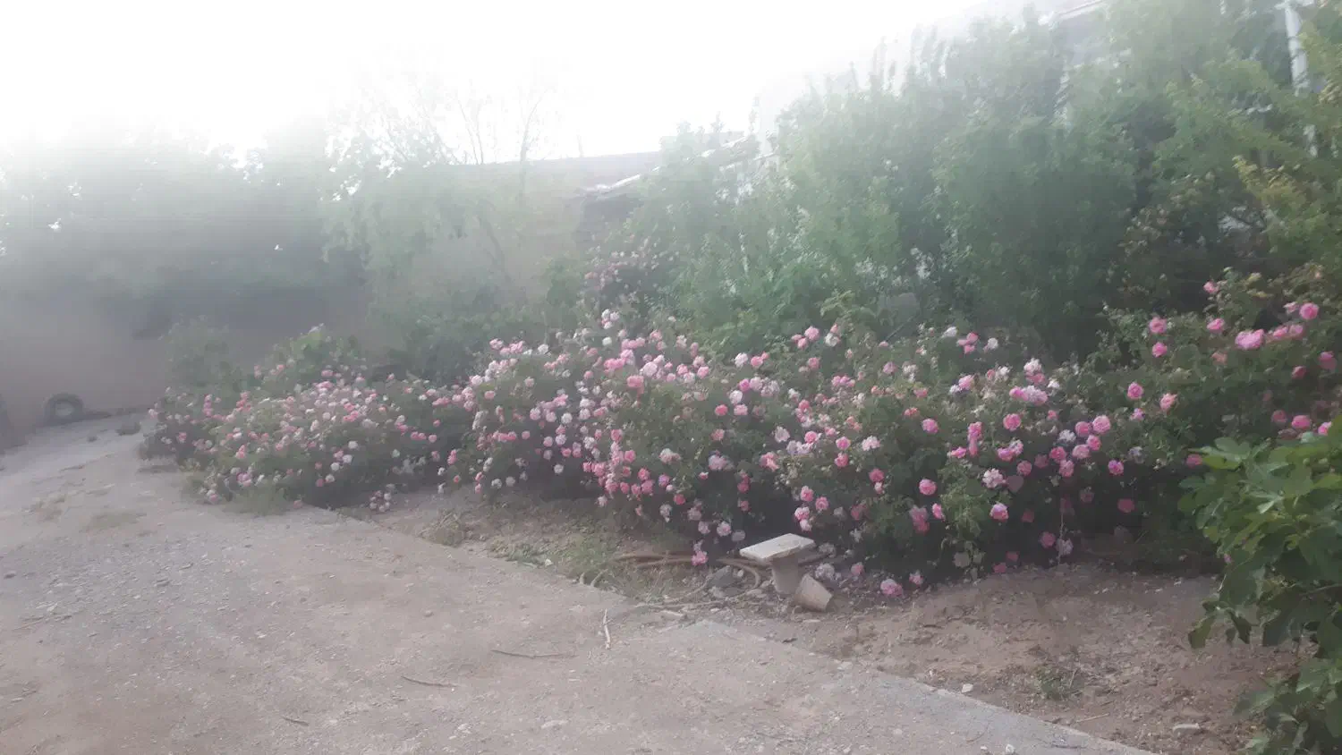 لطفا راهنمایی کنید|خدمات نظافت|اصفهان, بهارستان|دیوار