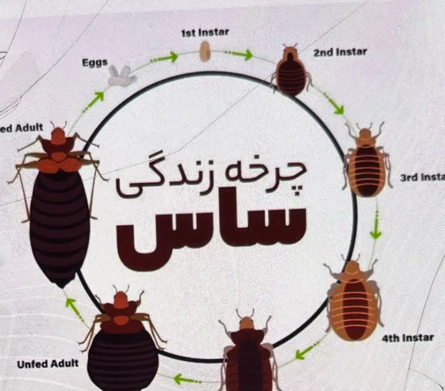 سمپاشی باضمانت کتبی سمپاشی ساس سوسک و..|خدمات نظافت|قم, باجک یک|دیوار