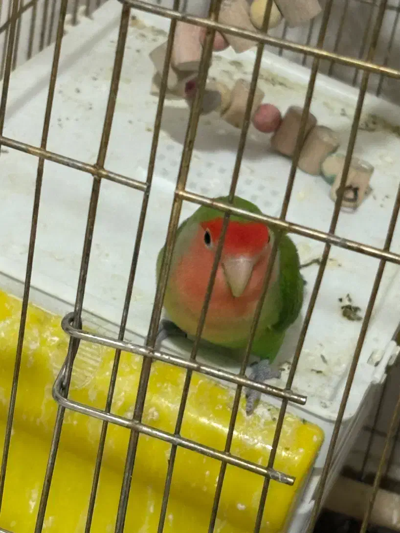 طوطی برزیلی|پرنده|سنندج, |دیوار