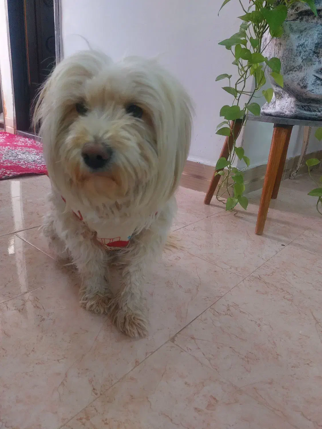 سگ شیتزو ماده|سگ|تربت‌حیدریه, آغوی|دیوار