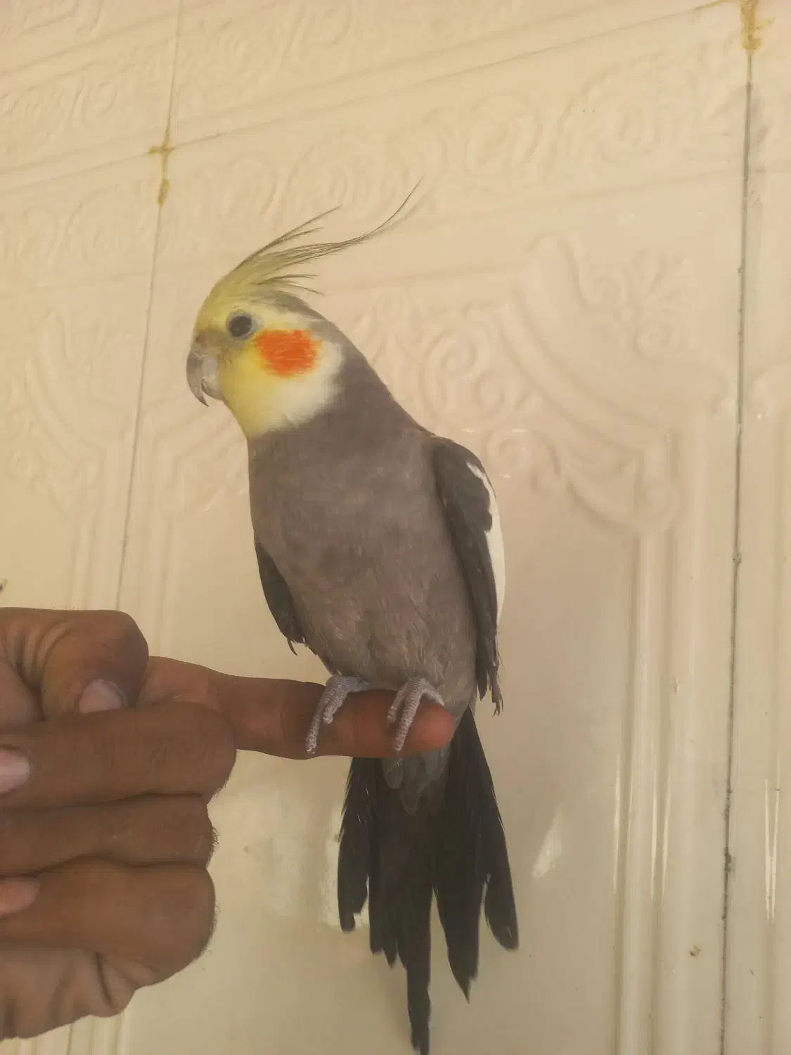 طوطی عروس هلندی سخنگو نر|پرنده|زاهدان, |دیوار