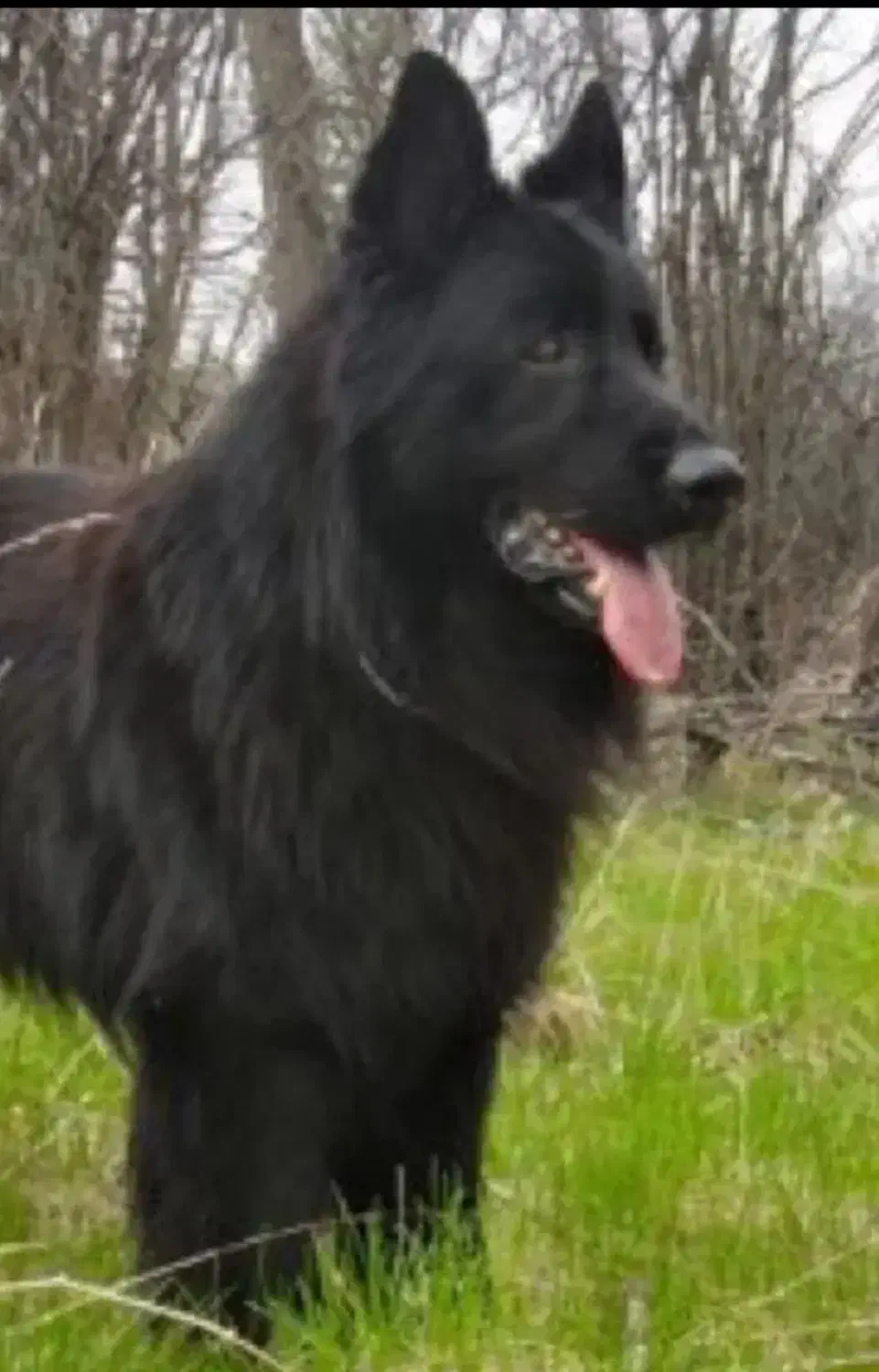 سک سامویید و واگذاری  سه توله از سامویید شیلنو|سگ|محمودآباد, |دیوار