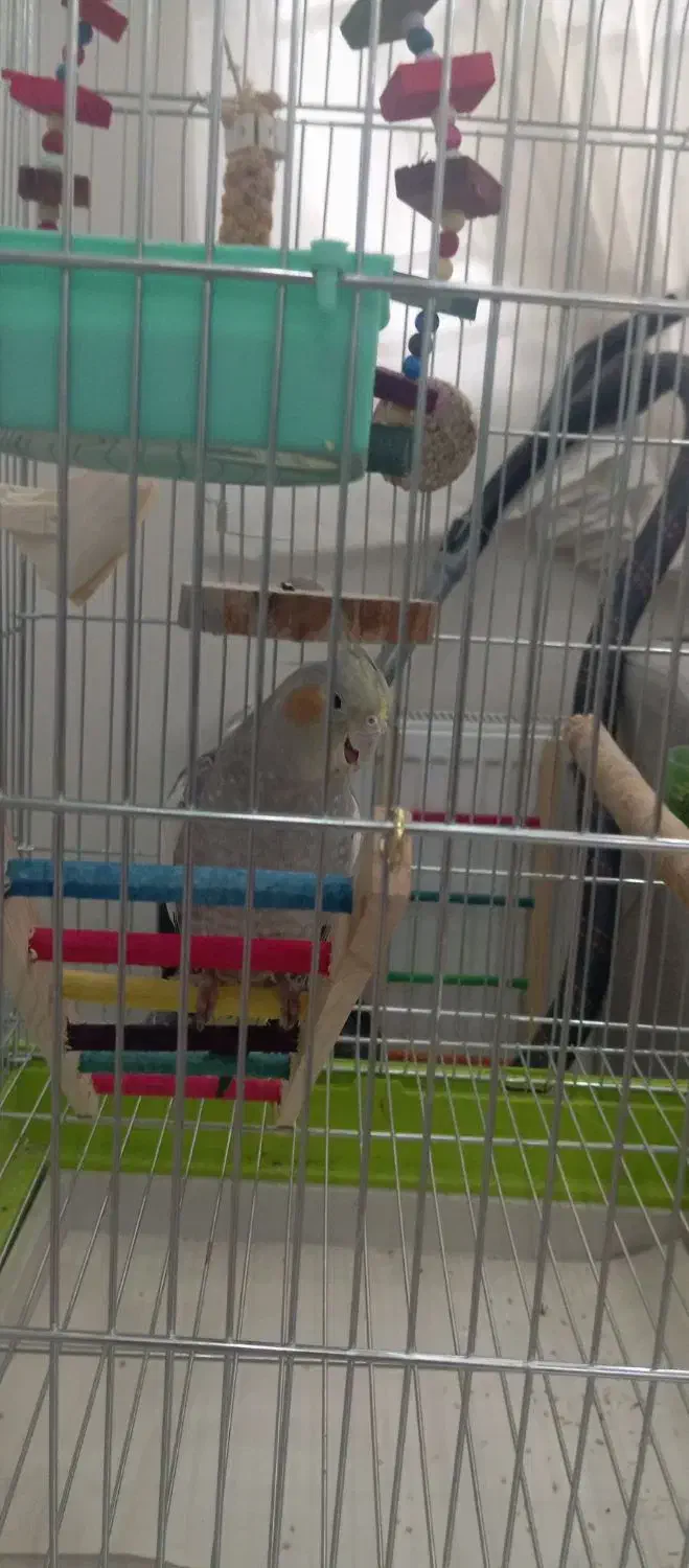 عروس هلندی|پرنده|اندیشه, اندیشه فاز ۲|دیوار