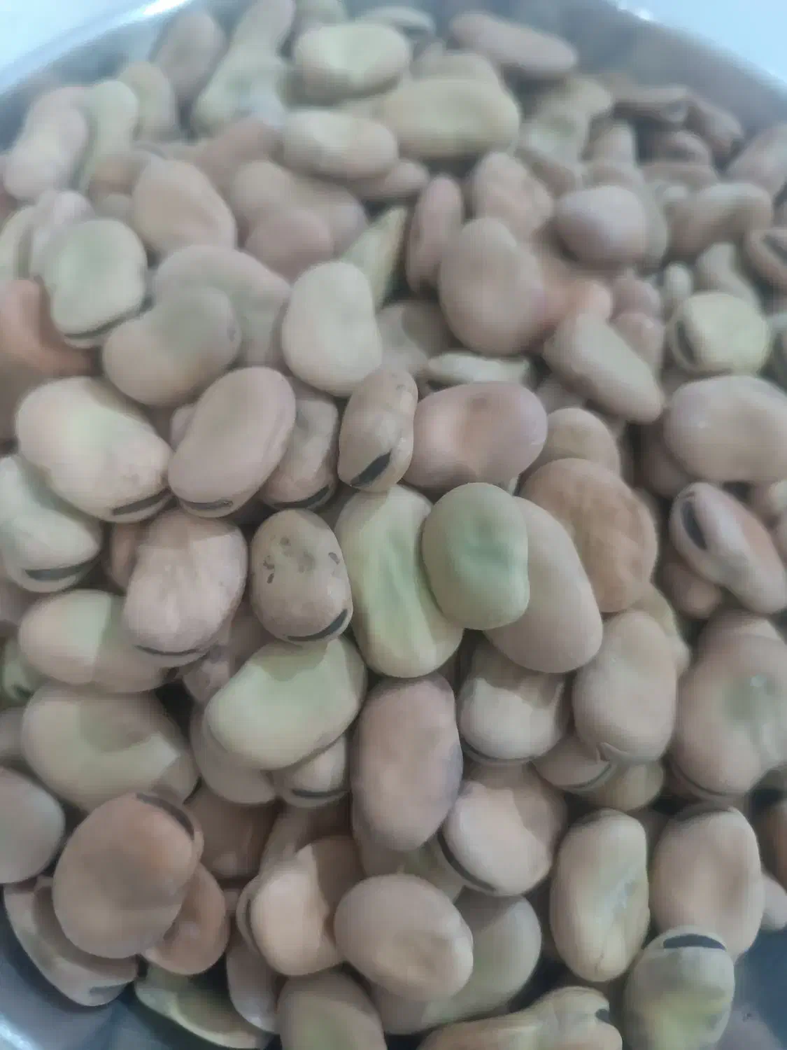 باقله|خوردنی و آشامیدنی|شیراز, شهرک مهرگان|دیوار