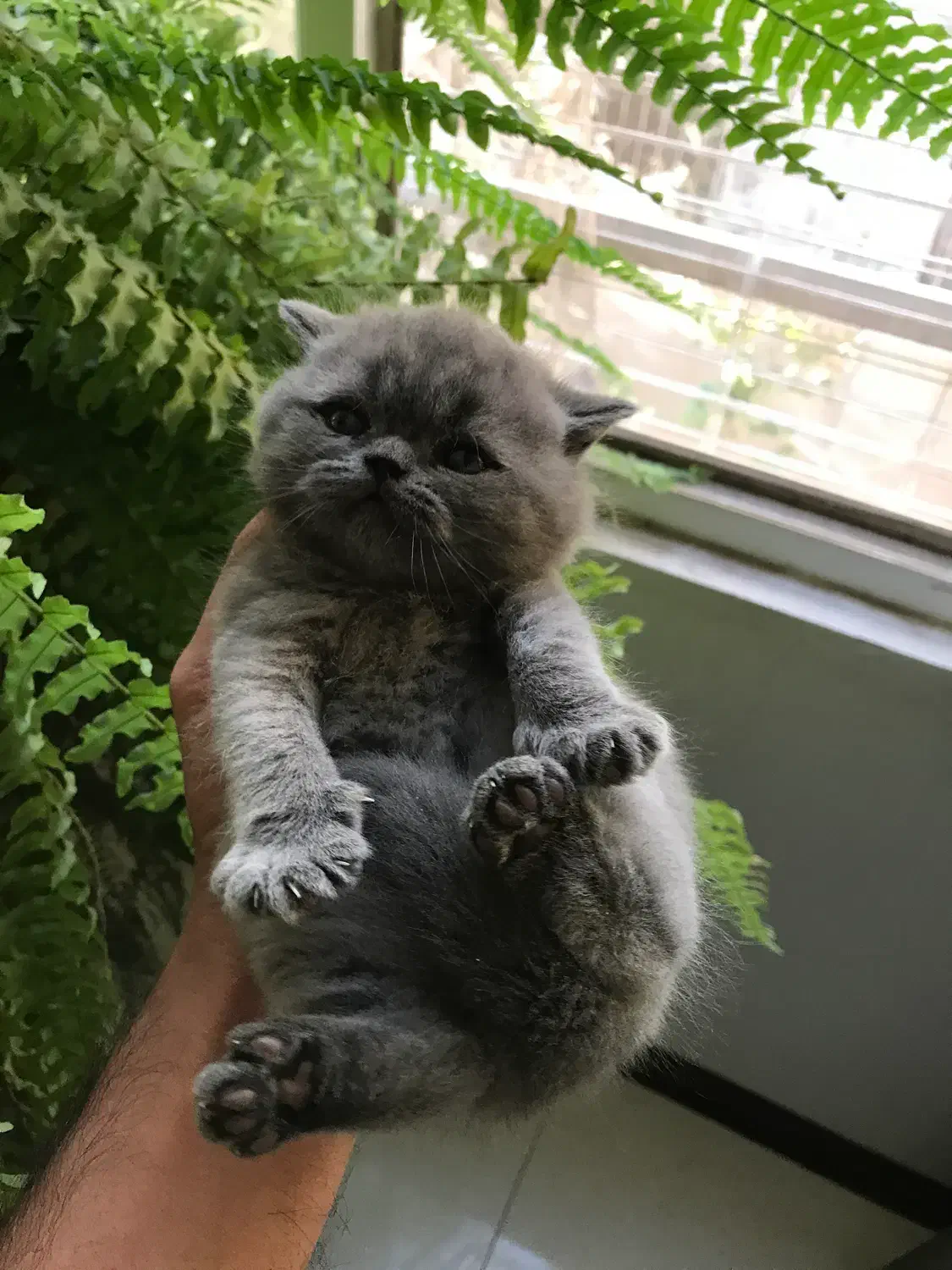 گربه بریتیش و اسکاتیش|گربه|کرج, شهرک بنفشه|دیوار