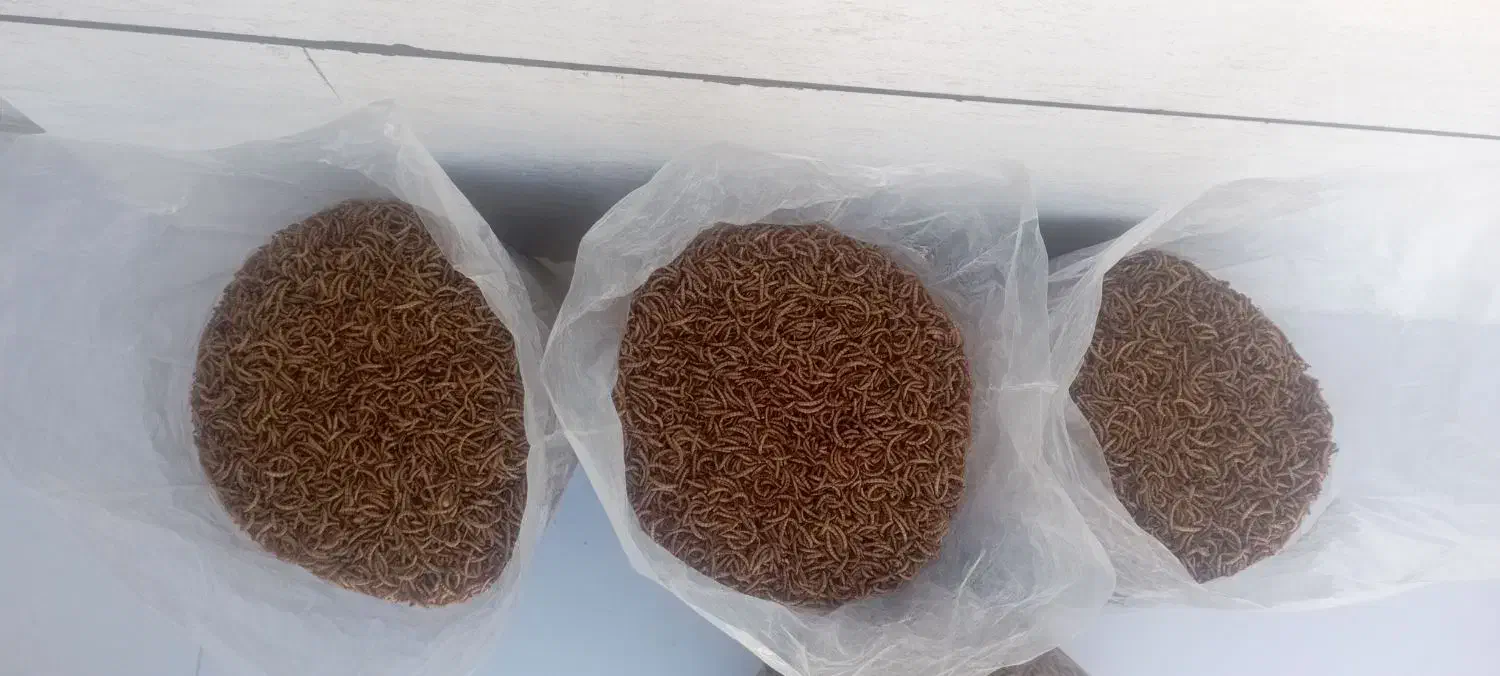 میلورم خشک|خزنده|سنندج, |دیوار