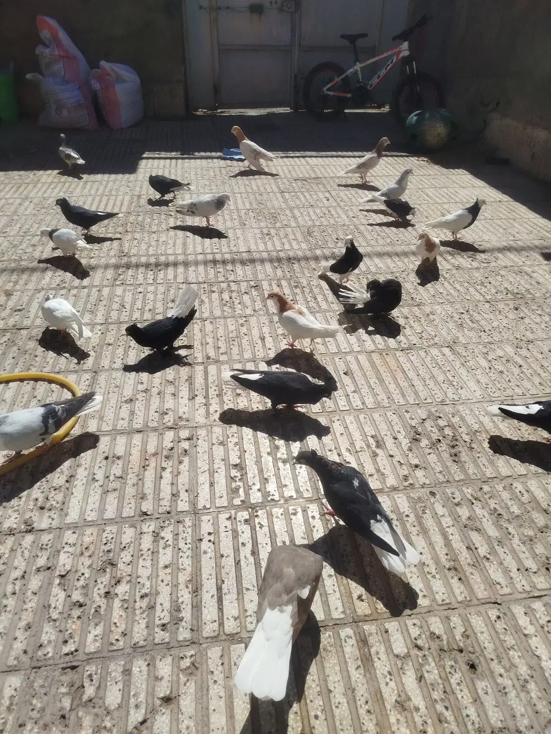 جفتگاه|پرنده|سبزوار, شهرک جهاد|دیوار