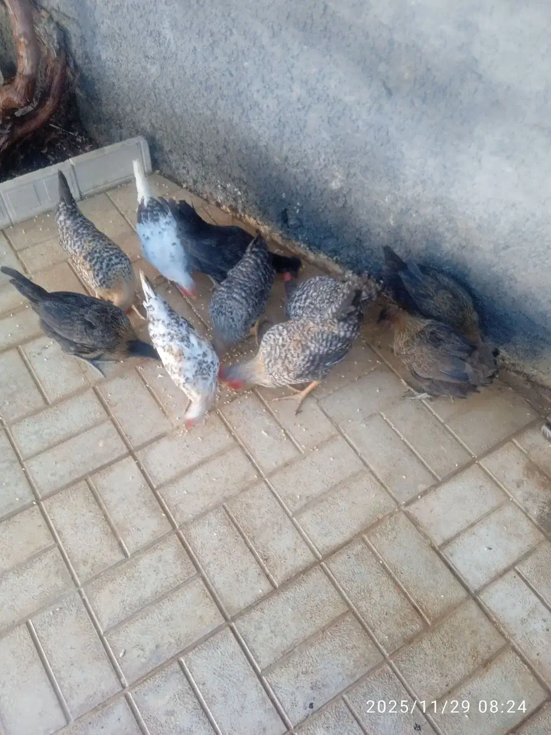 ده عدد تیله بومی|حیوانات مزرعه|لردگان, |دیوار