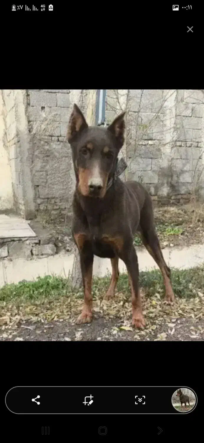 سگ نگهبان|سگ|قدس, شهر‌قدس|دیوار